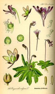 Pinguicula vulgaris, illustration