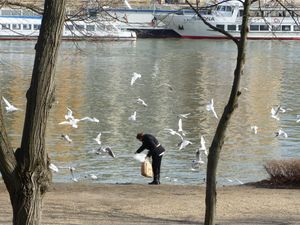 헝가리 마르기트섬에서 새에게 먹이를 주는 모습