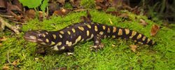 범무늬도롱뇽(Ambystoma tigrinum)
