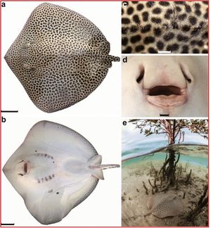 범무늬소녀가오리의 등쪽과 배쪽의 상세한 모습 (Borsa et al. 2021)