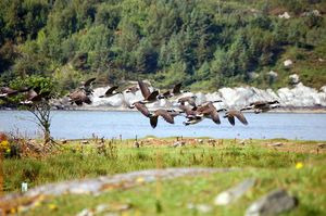 헤들라 섬의 자연 보호 구역에는 많은 새들이 있다. 약 220종의 새가 등록되어 있다.