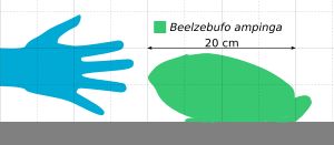 베엘제부포의 크기 추정치