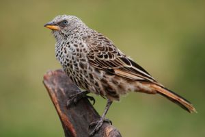 붉은꼬리베짜는새