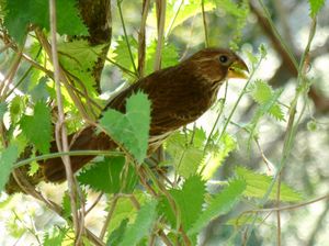 두꺼운부리베짜는새