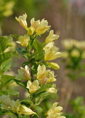 Weigela middendorfiana