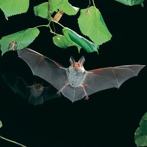 벡스타인박쥐, Myotis bechsteinii