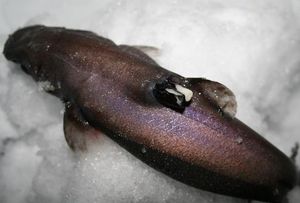 벨벳벨리는 종종 심하게 기생충에 감염된다. 이 상어는 지느러미 가시 근처에 Anelasma squalicola 따개비가 부착되어 있다.