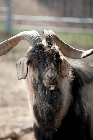 코젤 마스코트 올다