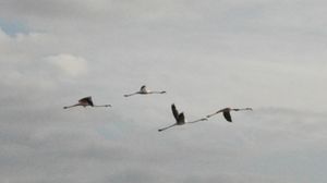 레이크뷰(Lakeview) 상공의 홍학