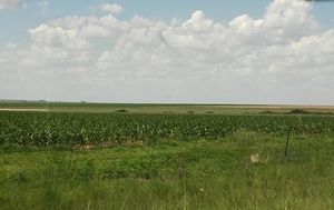 R34 웰콤으로 이어지는 근처 옥수수 생산