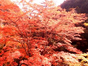 난코인의 오오모미지 (니이하마시의 천연 기념물)