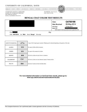 세 가지 열성 색을 지닌 벵갈 고양이를 보여주는 UC Davis Bengal DNA 테스트