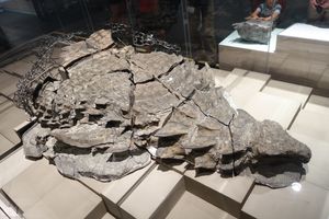 보레알로펠타의 화석