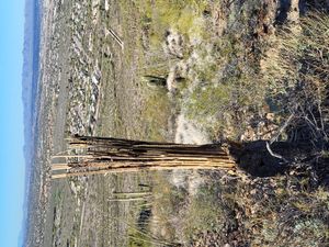 능선이 2m인 벤케이츄