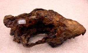 B. littoralis 두개골