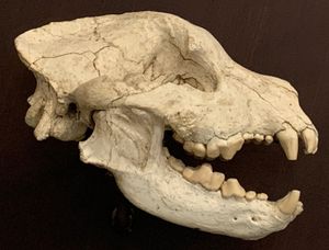 텍사스에서 수집된 B. secundus. AMNH 소장.