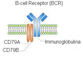 B세포 수용체. NMZL 치료의 새로운 표적이 되고 있다.