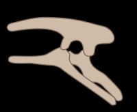조반목 공룡의 관통 절구. 관통 절구는 공룡이 직립 보행을 할 수 있게 한 중요한 특징이다.