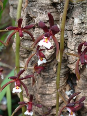 Cymbidium atropurpureum