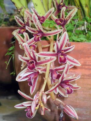 Cymbidium bicolor