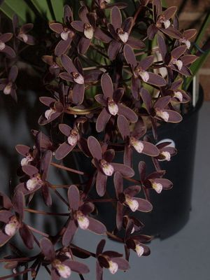 Cymbidium canaliculatum