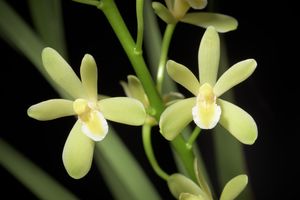 Cymbidium chloranthum