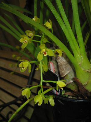 Cymbidium madidum