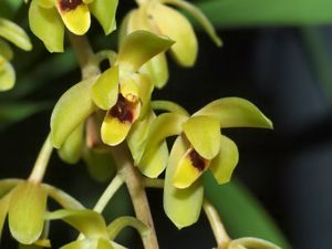 Cymbidium suave