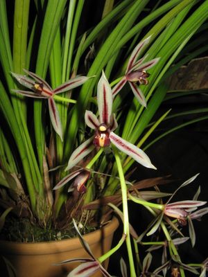Cymbidium dayanum