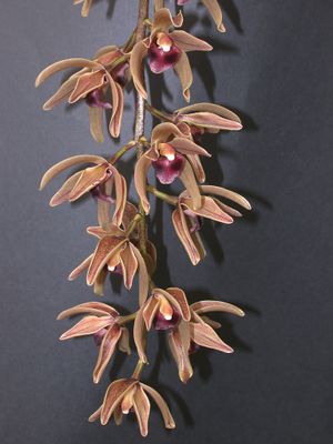 Cymbidium devonianum