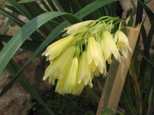 Cymbidium elegans