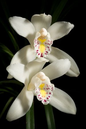 Cymbidium eburneum