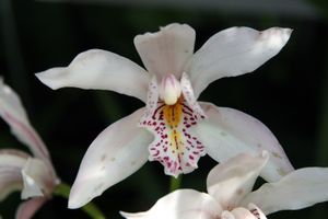 Cymbidium insigne