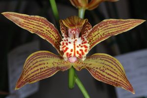 Cymbidium iridioides