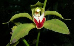 Cymbidium lowianum