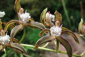 Cymbidium tracyanum