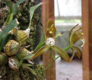 Cymbidium tigrinum