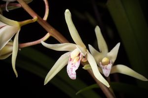 Cymbidium aliciae