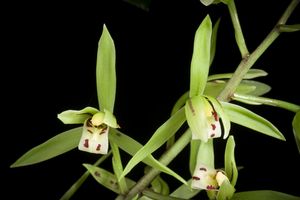 Cymbidium lancifolium