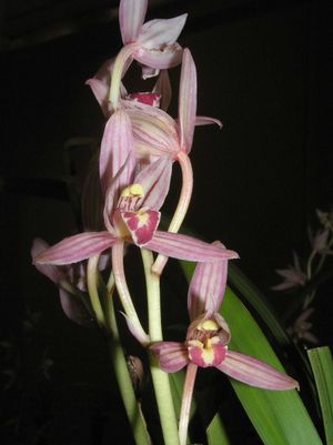 Cymbidium ensifolium