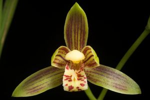 Cymbidium haematodes