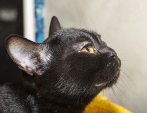 봄베이 고양이 머리의 측면 모습