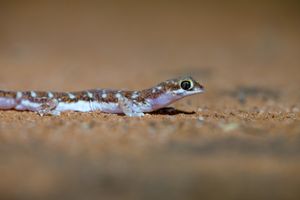Border beaked gecko