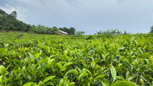 부셰니의 녹차 잎과 흐린 하늘