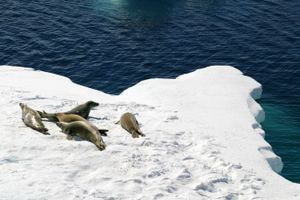 부스섬의 게잡이물범