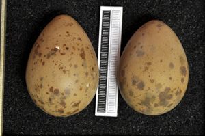 알, 비스바덴 박물관 소장