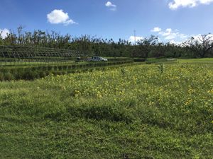 대학의 CREES 농업 생산 프로그램이 운영하는 사이판의 연구실 해바라기 밭