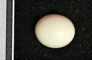 북방올빼미 알, 비스바덴 박물관 소장