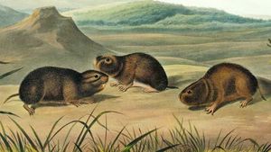 북부늪레밍(Synaptomys borealis)의 그림 묘사