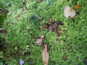 스파그넘 이끼 - 북부 늪 레밍의 일반적인 서식지 특징